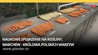 Czas nauki: Naukowe spojrzenie na rośliny. Marchew, królowa polskich warzyw
