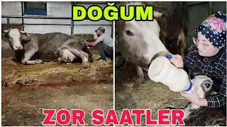 İNEK DOĞUM YAPIYOR..ZAMANLA YARIŞ.İLK DAKİKALAR