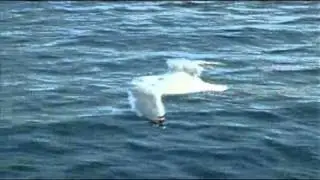 RIDE of the SEAGULLS
