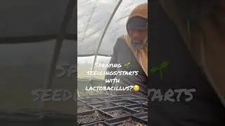 Spraying 🌱 #SEEDLINGS & Starts with #lactobacillus