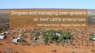 Dingoes & Managing Over-Grazers on Beef Cattle Enterprises - with David Pollock, Wooleen Station