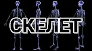 Скелет