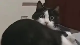 Try Not To Laugh Dogs And Cats #2
