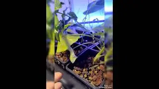 фито- фильтр - КОНСТРУКТОР, эксперимент (часть 1)