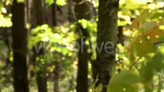 Stock Footage - Autumn Woods | VideoHive