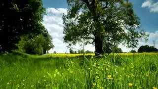 Cuckoo Birds , Koel Birds Music, Harmony for Blissful Awakening