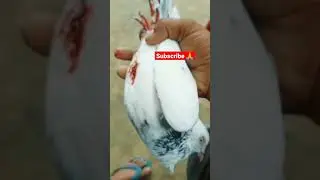 🦅🦅🦅Baaz kabootar mar gya🥺🥺🥺 ||#shorts #how #kabutar