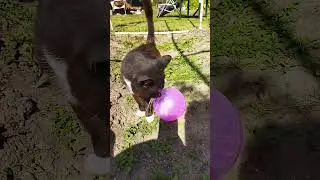 #кот