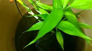 wishing plant ,relaxing