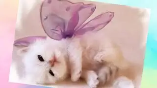 Os Filhotes Mais Engraçados e Fofos Que te Farão Feliz ⭐Animais Engraçados