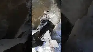 Бобр