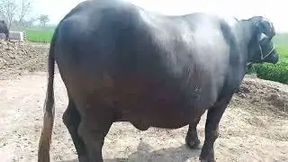 Jhoti for sale first timer