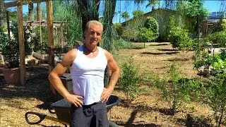 Planting an Ice Cream Bean Tree in Phoenix, Arizona