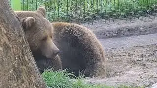 Спит у дерева
