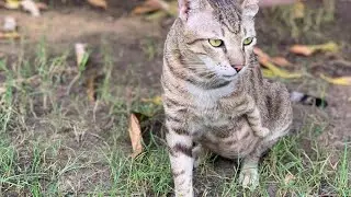 Help us bring disabled cats to safety