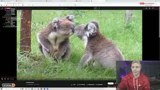 АНДРЕЙ КОАЛОВИЧ (Follentass)