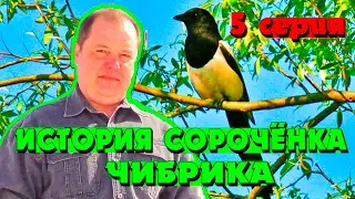 История сорочёнка Чибрика, 5 серия