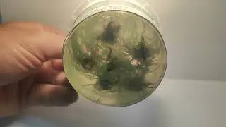 Живое аквариумное растение Криптокарина Зеленый Геккон меристемное