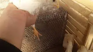 Бройлер балапандар!