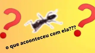 o que aconteceu com a odontomachus?