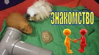 Знакомство морских свинок и черепахи/Питомцы