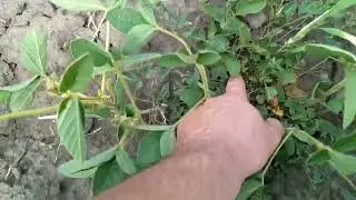 Соя. Сосонка. Кломазон. Гроші на вітер?