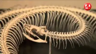 El Museo del Prado revela su secreto como Museo de Historia Natural