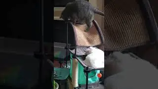 kitten holding chonky cat hostage in cat tree