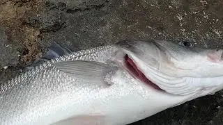 Kıyıdan canlı yem ile LEVREK avı🐟🎣🐠🔴🐟🎣🔴🔴DİDİM