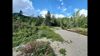 Native Plants and Grasses for Riparian Areas