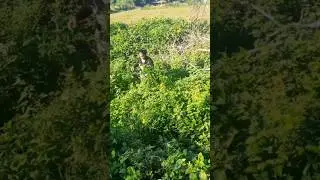 WALANG TAKOT SA AHAS AMPALAYA IS LIFE