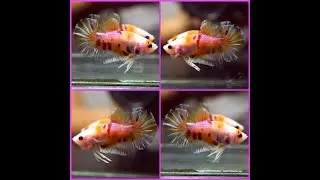 Betta Fish Fancy PASTEL NEMO KOI Halfmoon Plakat Male X524