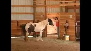 Horse Trampling People | What to do with Holistic Horse Trainer Missy Wryn