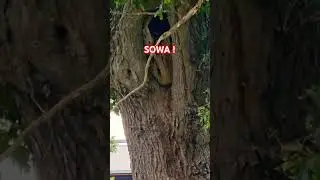 #Sowa