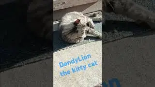 Dandy Lion visits grandma    #cat  #shortsvideo