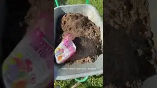How to plant Clematis / Planting Clematis
