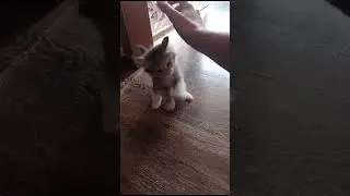 КОТЁНОК 🐱 МАШМАШ 👍👍👍👍👍👍👍👍🌏