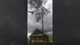 пилим березу, дерево с разными ветками