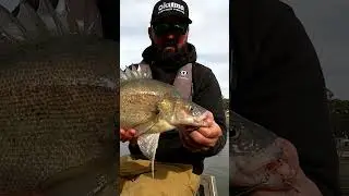Fishing for golden perch - TT Switchblade+ blades with Lubin Pfeiffer. #shorts #fishing #goldenperch