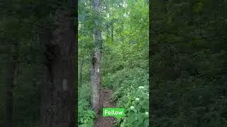 Sounds of nature 