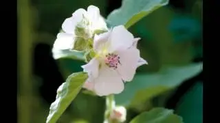 Marshmallow Root Herb Is Natural Treatment For Dry Hair Other Benefits
