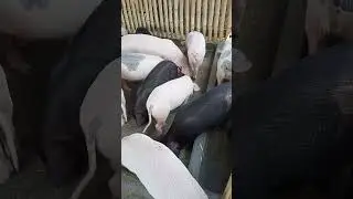 #pigfarmvideo#pigcare#piglets#shorts#shortvideo