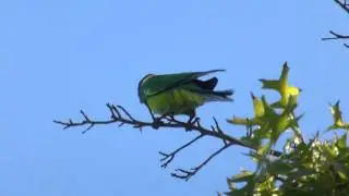 28 parrot (Barnardius zonarius semitorquatus) in Perth suburbs