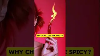 Why Chillies Are Spicy?
