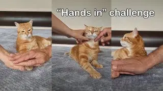 Viral "Hands in" Challenge With Our Cat