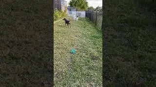 Duck and Seven playing in backyard 2021 part 2
