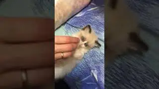 Девочка Демми