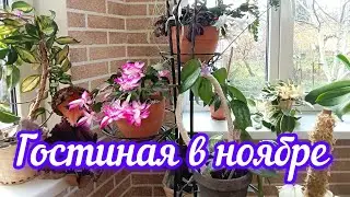 комнатные растения, гостиная в ноябре