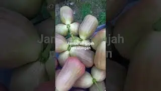 jambu gajah pekalongan