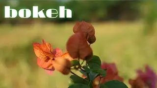 KEREN !!! Hasil Photo Bokeh dari CANON EOS M10